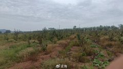 关于樱桃树死亡，逐条驳斥大连农业农村局的谎